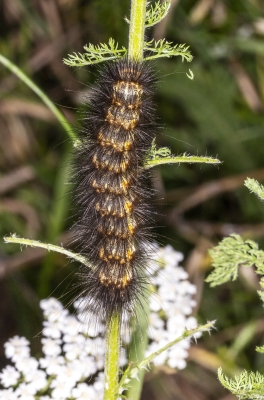 Tiger Moth Caterpilla May 2025